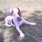 Esta es Luna,La mas nueva de la familia es una perrita American Pitbull Terrier de pokito mas de 2 meses espero y les guste.